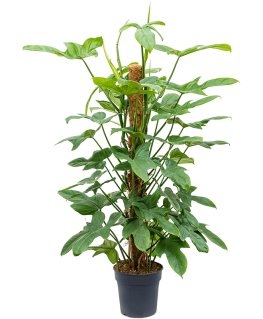 Philodendron bipennifolium Silver Violin 120 cm 