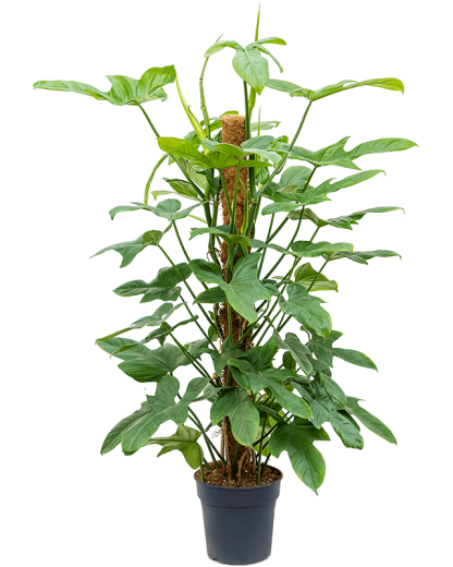Philodendron bipennifolium Silver Violin 120 cm