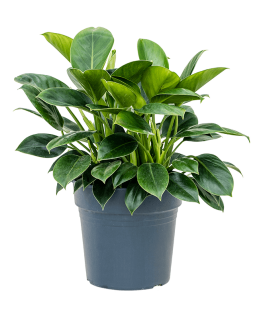 Philodendron Green Princess 60 cm 