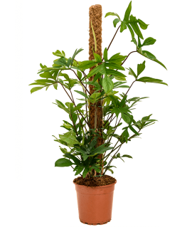 Philodendron pedatum 120 cm 