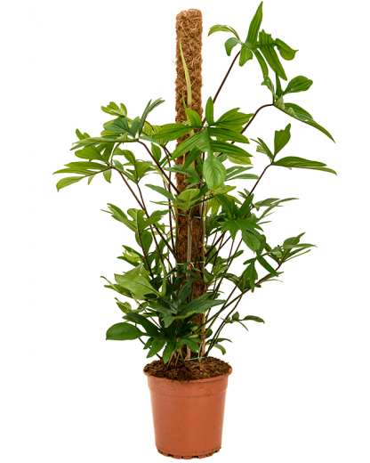 Philodendron pedatum 120 cm