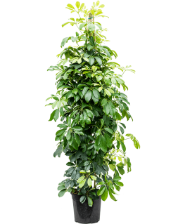 Schefflera arboricola 150 cm 