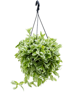 Tradescantia albiflora Albovittata 40 cm 
