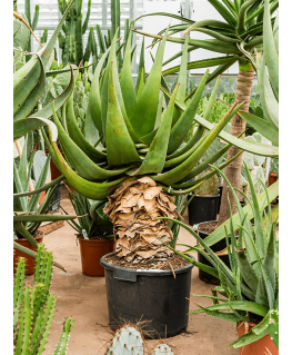 Aloe tomentosa 120 cm 