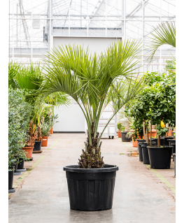 Palmier Washingtonia filifera 170 cm 