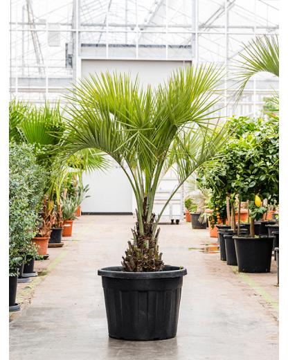 Palmier Washingtonia filifera 170 cm
