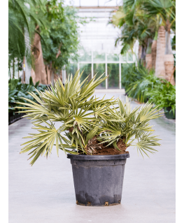 Palmier Trithrinax campestris 65 cm 