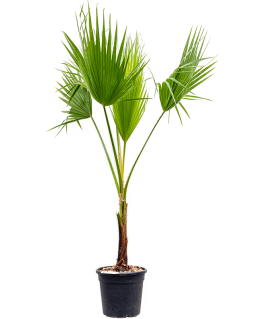 Palmier Washingtonia Robusta 165 cm 