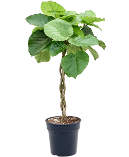 Ficus umbellata 100 cm 