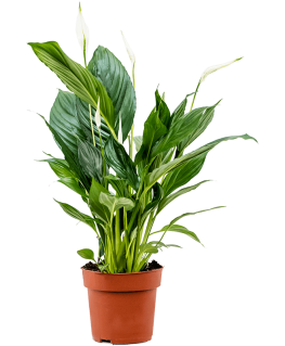 Spathiphyllum Sweet Chico 55 cm 