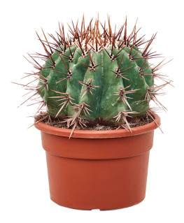 Echinocactus Ingens 35 cm 