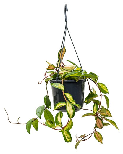 Hoya carnosa tricolor 20 cm