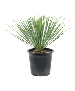 Yucca rostrata 65 cm 