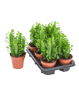 Euphorbia Trigona 20 cm 