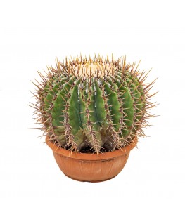 Echinocactus Ingens 25 cm 
