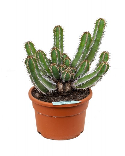 Euphorbia avasmontana 45 cm