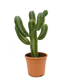 Cactus Afina Bilberry 90 cm 