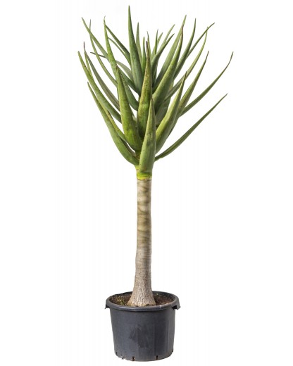 Aloe Hercules 200 cm