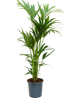 Palmier Kentia Howea Forsteriana 140 cm 