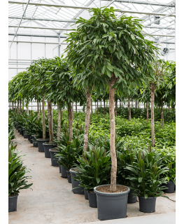 Ficus Binnendijkii Amstel King 225 cm 