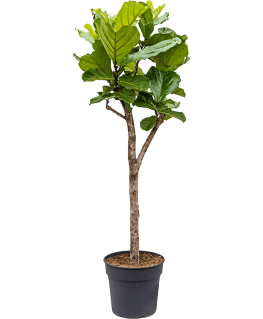 Ficus Lyrata 160 cm 