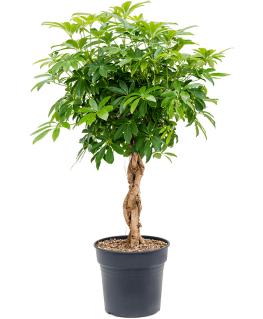 Schefflera arboricola Compacta 125 cm 